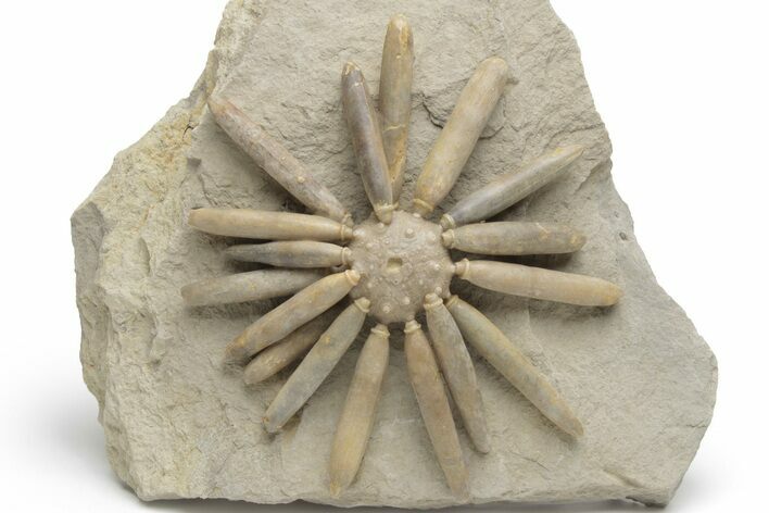 Jurassic Club Urchin (Asterocidaris) - Boulemane, Morocco #218408